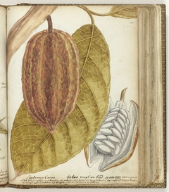 Cacaovrucht en blad by Jan Brandes