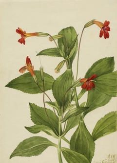 Cardinal Monkey Flower (Mimulus cardinalis) by Mary Vaux Walcott
