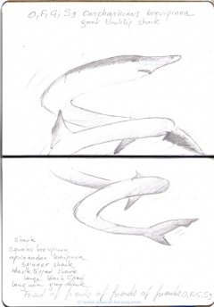 Carnet Bleu: Encyclopedia of…shark, vol.X p 26, pencil on paper by Pascal