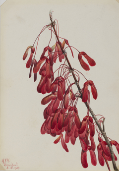 Carolina Maple (Acer carolinianum) by Mary Vaux Walcott