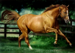 Cavalo / Horse by Fabiano Millani