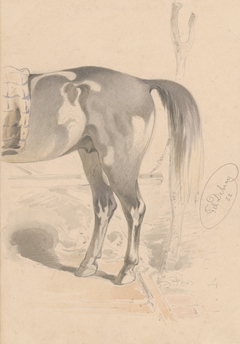 Detail Study of the Back of a Horse by Friedrich Carl von Scheidlin