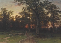 Forest in the evening