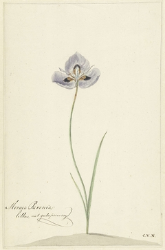 Iris by Cornelis van Noorde