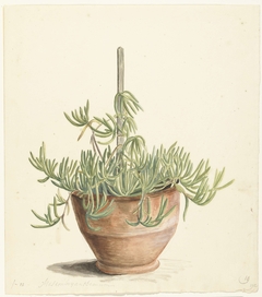 Mesembryanthemum uit de familie der Aizoaceae by Laurens Vincentsz. van der Vinne