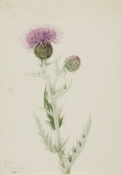 Prairie Thistle (Cirsium undulatum) by Mary Vaux Walcott