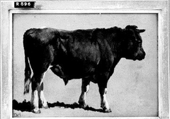 Studie van een stier by Johannes Hubertus Leonardus de Haas