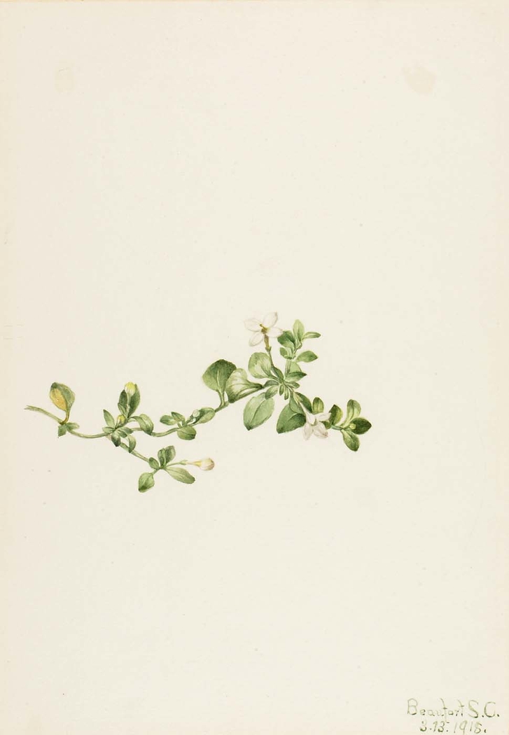 Trailing Houstonia (Houstonia procumbens)