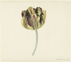 Tulp genaamd Bizard Rosette by Cornelis van Noorde