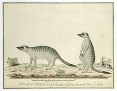Twee stokstaartjes (Suricata suricatta) by Robert Jacob Gordon