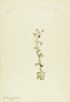 Untitled--Plant Study by Mary Vaux Walcott