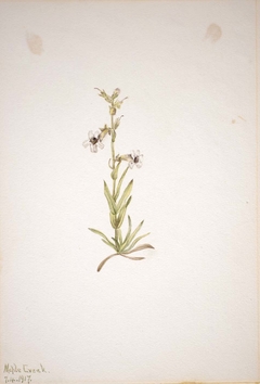 (Untitled--Plant Study) by Mary Vaux Walcott