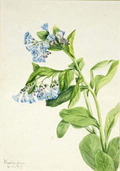 Virginia Bluebells (Mertensia virginica) by Mary Vaux Walcott