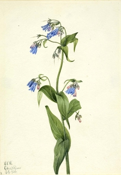 Western Bluebells (Mertensia paniculata) by Mary Vaux Walcott