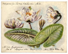 White water lily (Nymphaea alba) - William Catto - ABDAG016323 by William Catto