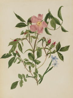 Wild Rose and Blue-eyed Grass (Rosa species and Sisyrinchium species) by Mary Vaux Walcott