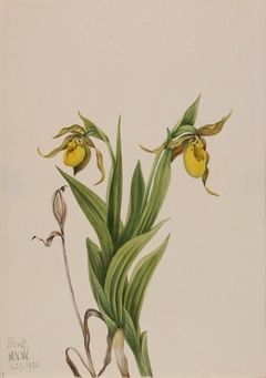 Yellow Lady's Slipper (Cypripedium parviflorum) by Mary Vaux Walcott