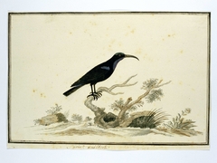 Zwarte honingvogel (Nectarinia amethystina) by Robert Jacob Gordon