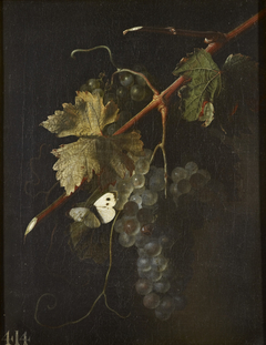 A Bunch of Grapes by Simon Pietersz Verelst