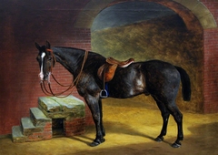 A Dark Bay Saddled Hunter by Mounting Steps