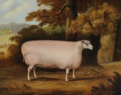 A Shearling Sheep by Thomas Weaver