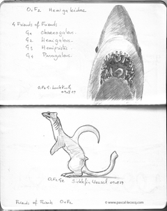 Carnet Bleu: Encyclopedia of…shark, vol.I p13 by Pascal by Pascal Lecocq