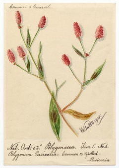 Common or spotted persicaria (Polygonum persicaria) - William Catto - ABDAG016264 by William Catto