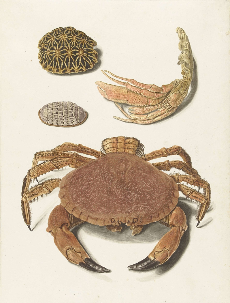 Een krab, een schaar van een krab en twee schilden van schildpadden
