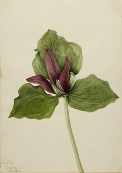 Giant Trillium (Trillium chloropetalum) by Mary Vaux Walcott