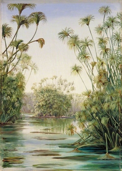 Papyrus or Paper Reed Growing in the Ciane, Sicily by Marianne North