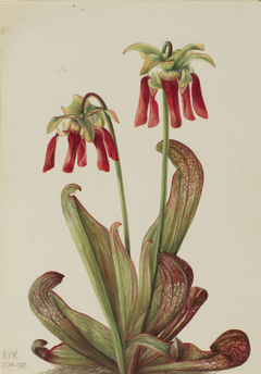 Parrot Pitcherplant (Sarracenia psittacina) by Mary Vaux Walcott