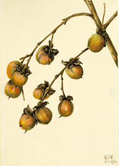 Persimmon (Diospyros virginiana) by Mary Vaux Walcott