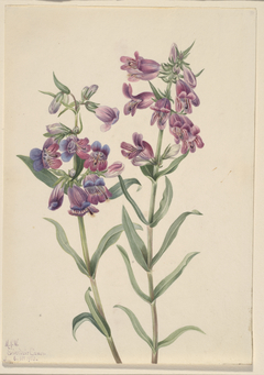 Prairie Pentstemon (Pentstemon erianthera) by Mary Vaux Walcott