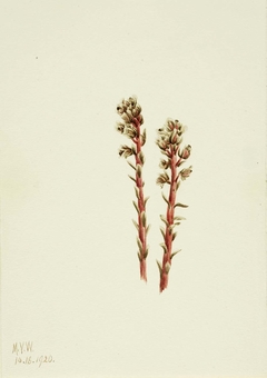 Red Pinesap (Hypopitys lanuginosa) by Mary Vaux Walcott