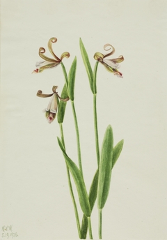 Rosebud Orchid (Pogonia divaricata) by Mary Vaux Walcott