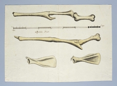 Skeletdelen van een giraf (Giraffa camelopardalis): de voor- en achterpoten