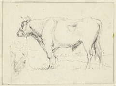 Staande stier, naar links by Pieter Gerardus van Os