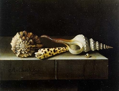 Still life with four shells