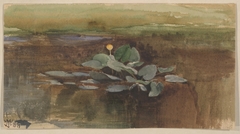 Study of a Water Lotus