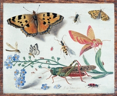 Study of flowers and insects by Jan van Kessel the Elder
