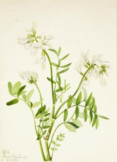 Sweetvetch (Hedysarum mackenzii) by Mary Vaux Walcott