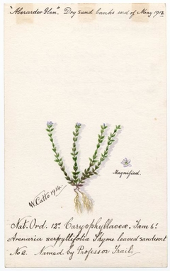 Thyme leaved sandwort (Arenaria serpyllifolia) - William Catto - ABDAG016283 by William Catto