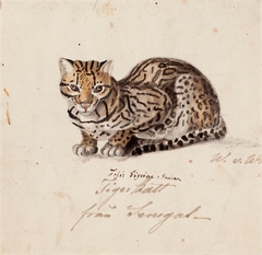Tiger Cat by Wilhelm von Wright