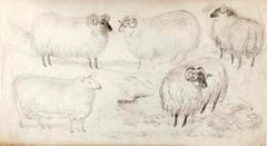 A Flock of Five Sheep - James Howe - ABDAG002783.5 by James Howe