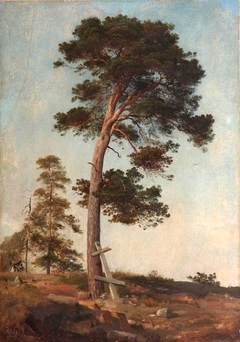 A Pine on Valaam. Study