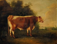 A Prize Longhorn Bull by Thomas Weaver