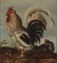 A Young Cock