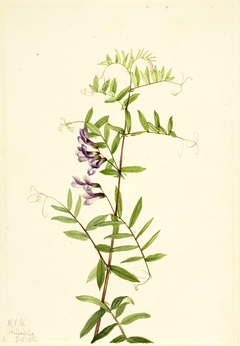 American Vetch (Vicia americana) by Mary Vaux Walcott
