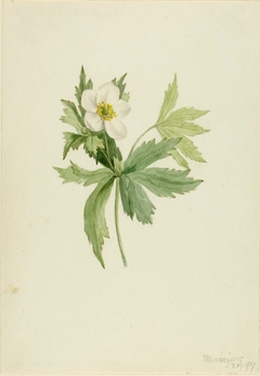 Anemone canadensis by Mary Vaux Walcott