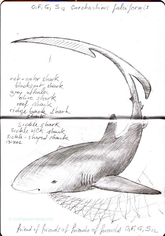 Carnet Bleu: Encyclopedia of…shark, vol.XI p 04 -  by Pascal
